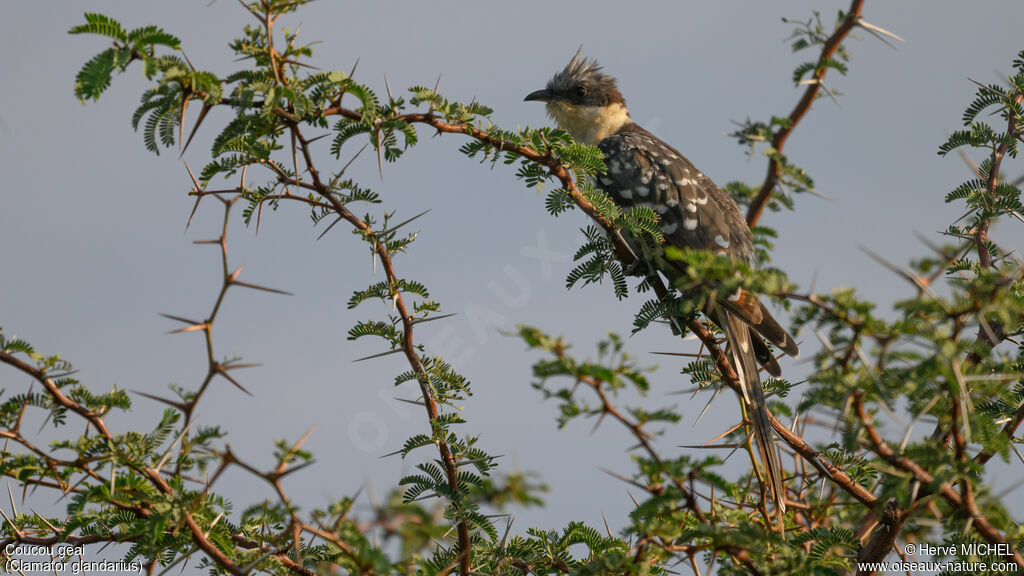 Great Spotted Cuckoo