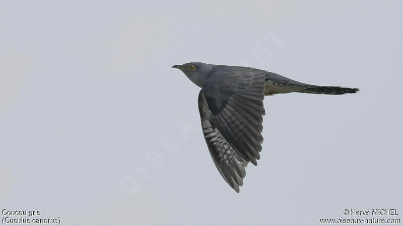 Common Cuckoo male adult