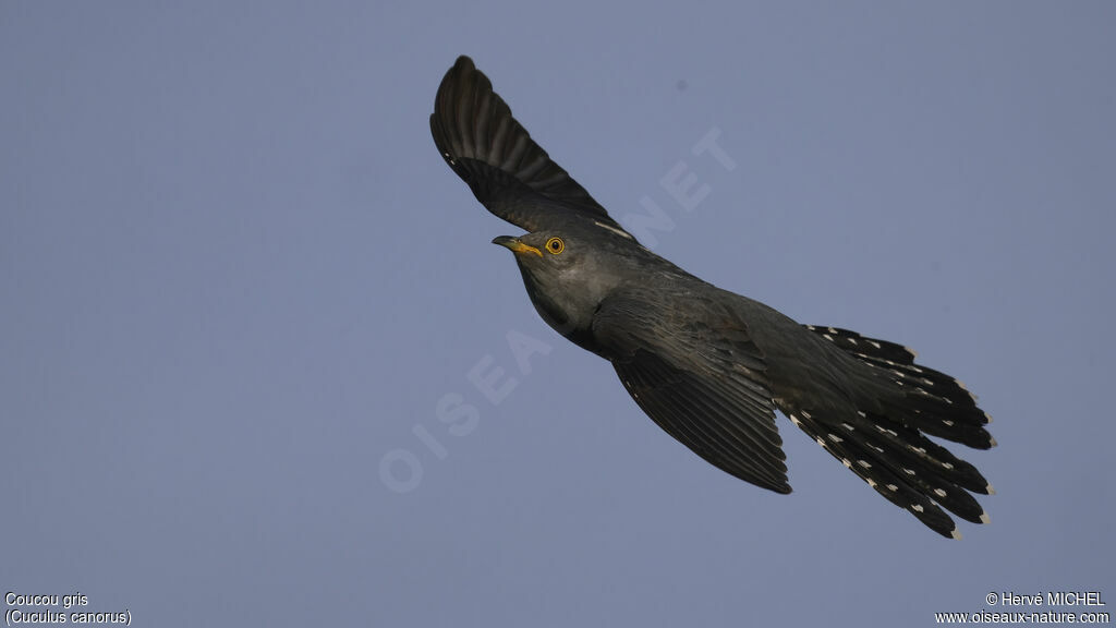 Common Cuckoo