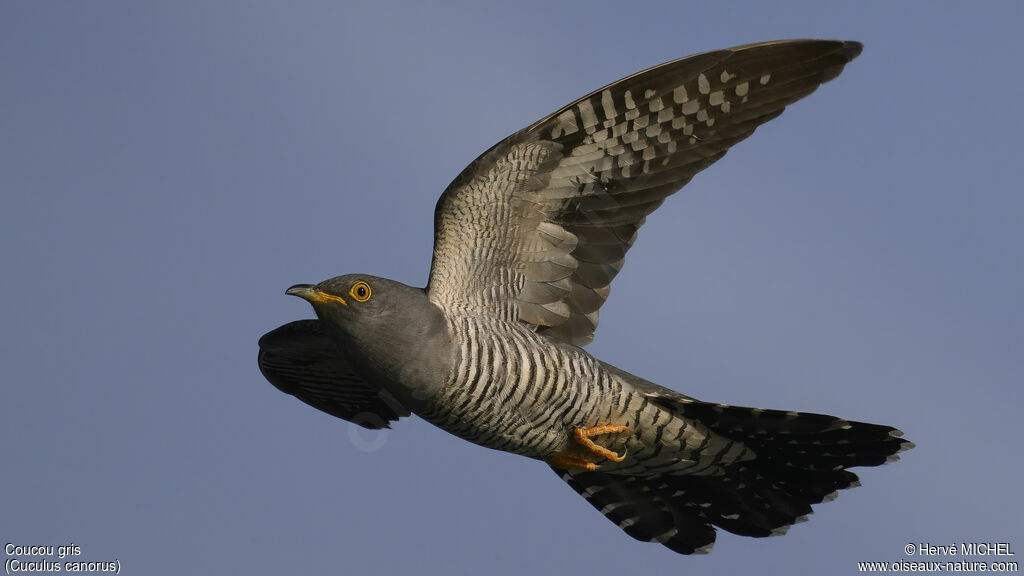 Common Cuckoo