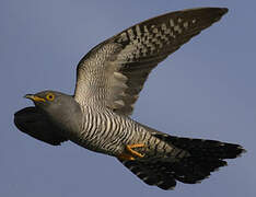 Common Cuckoo