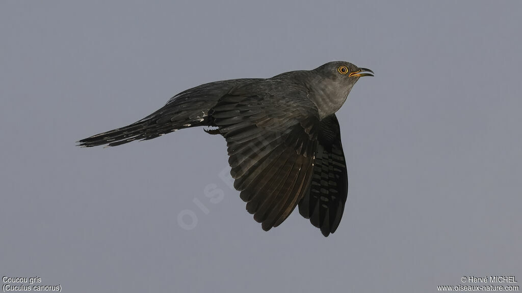 Common Cuckoo