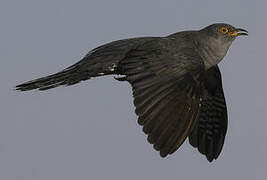 Common Cuckoo