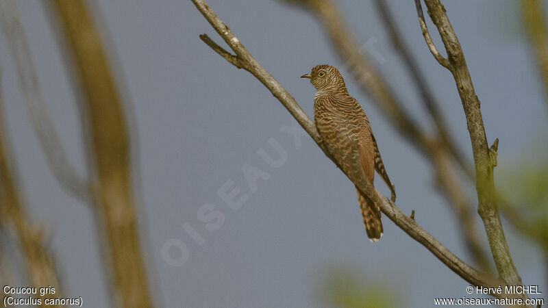Common Cuckoo female adult