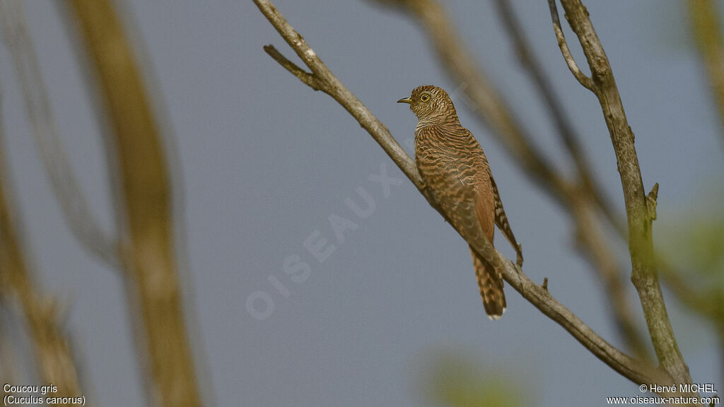 Common Cuckoo female adult