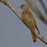 Common Cuckoo