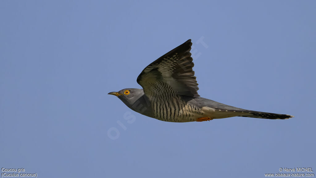 Coucou gris