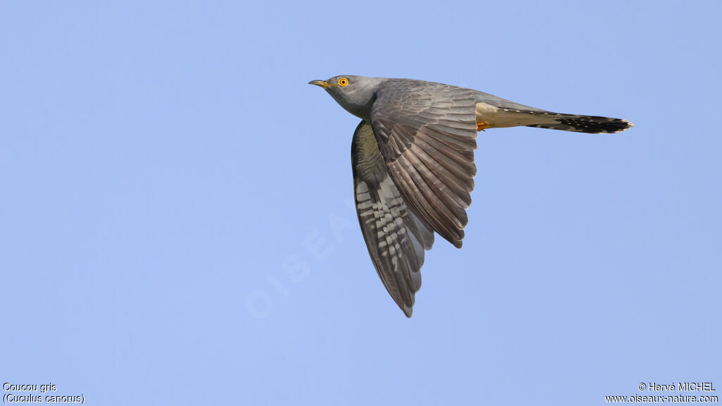 Coucou gris