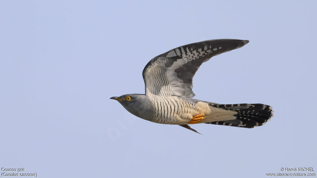 Coucou gris
