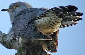 Common Cuckoo