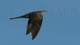 Common Cuckoo