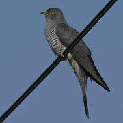 Common Cuckoo