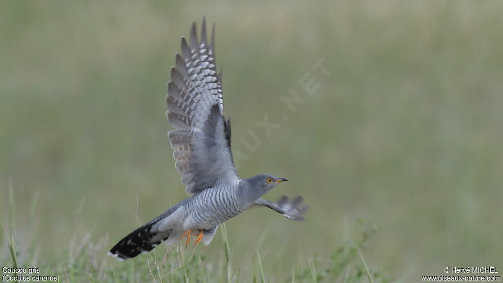 Common Cuckoosubadult