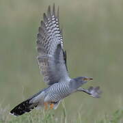 Common Cuckoo