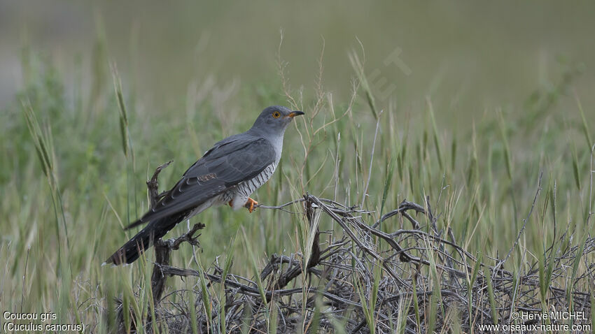 Common CuckooSecond year