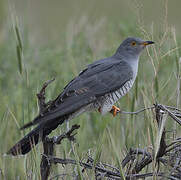 Common Cuckoo