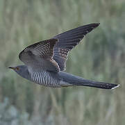 Common Cuckoo