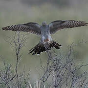 Common Cuckoo