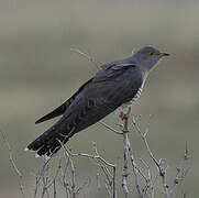 Common Cuckoo