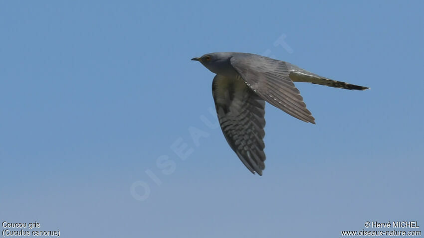 Common Cuckoo