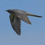 Common Cuckoo