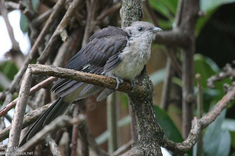 Jacobin Cuckoojuvenile, aspect