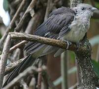 Jacobin Cuckoo