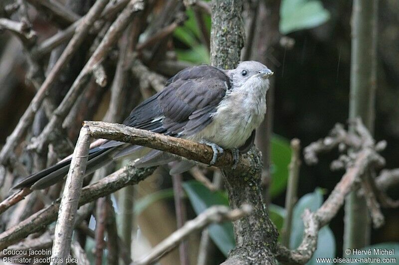 Jacobin Cuckoojuvenile