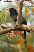 Asian Koel