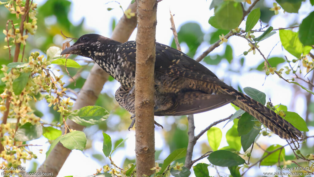 Asian Koel female adult