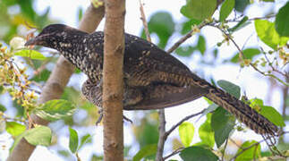 Asian Koel