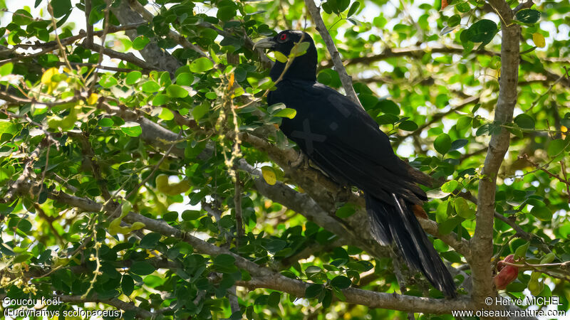 Asian Koel male adult