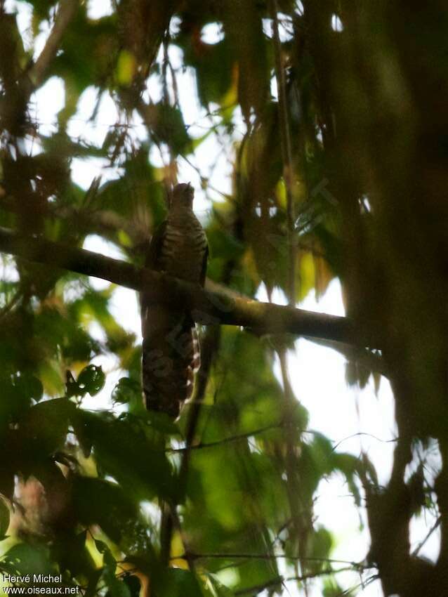 Olive Long-tailed Cuckooadult