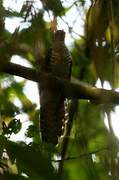 Olive Long-tailed Cuckoo