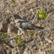 Oriental Cuckoo