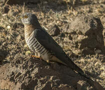 Oriental Cuckoo