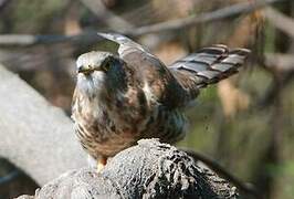 Common Hawk-Cuckoo