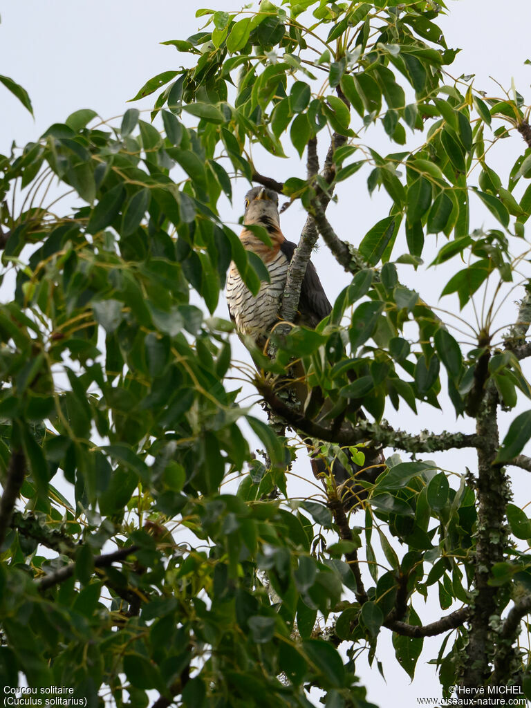 Coucou solitaire