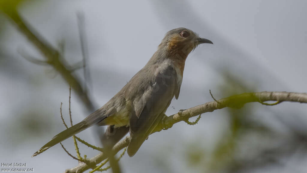 Dwarf Cuckooadult, identification