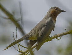 Dwarf Cuckoo