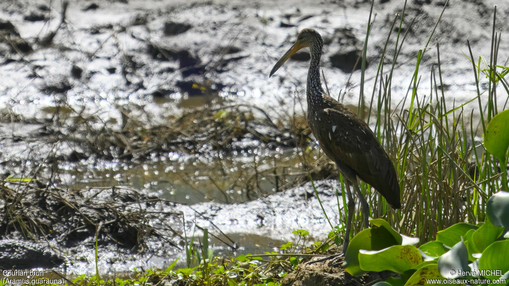 Limpkin