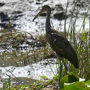 Limpkin