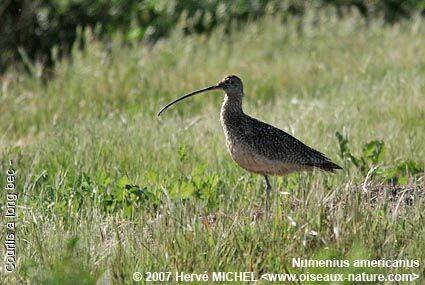 Long-billed Curlewadult breeding