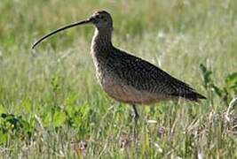 Long-billed Curlew