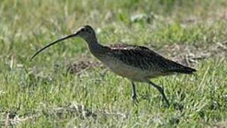 Long-billed Curlew