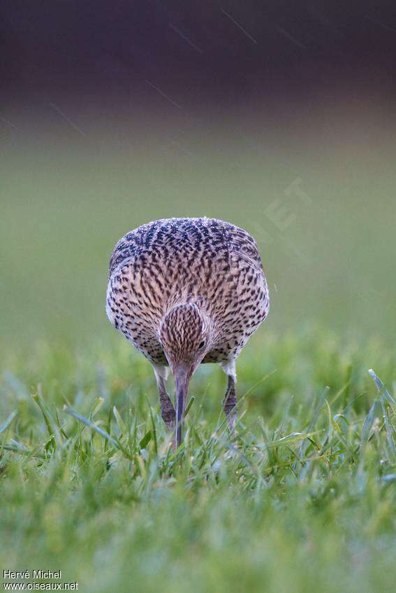 Eurasian Curlew, fishing/hunting