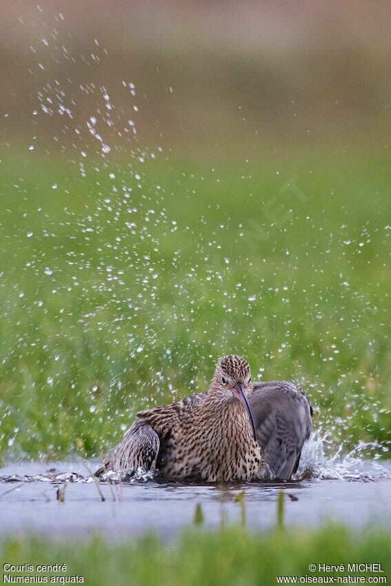 Eurasian Curlew