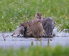 Eurasian Curlew