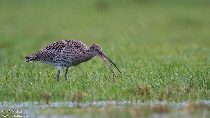 Eurasian Curlew, feeding habits, fishing/hunting