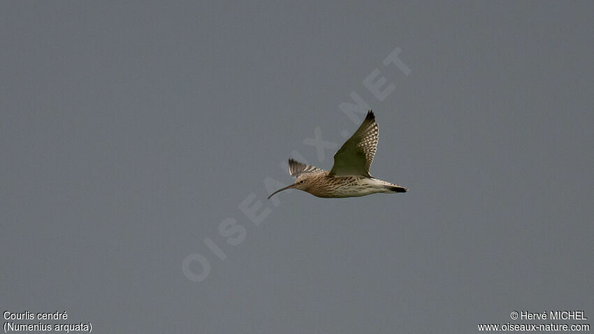 Eurasian Curlew